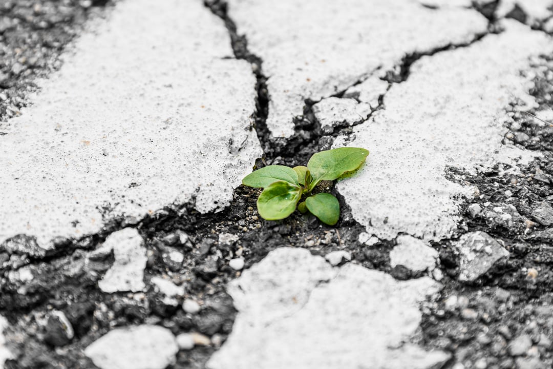 Small green plant sprouting through a crack in rough, broken concrete, symbolising resilience and recovery under pressure.